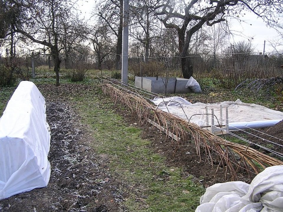 Описание и характеристика сорта малины Жёлтый гигант