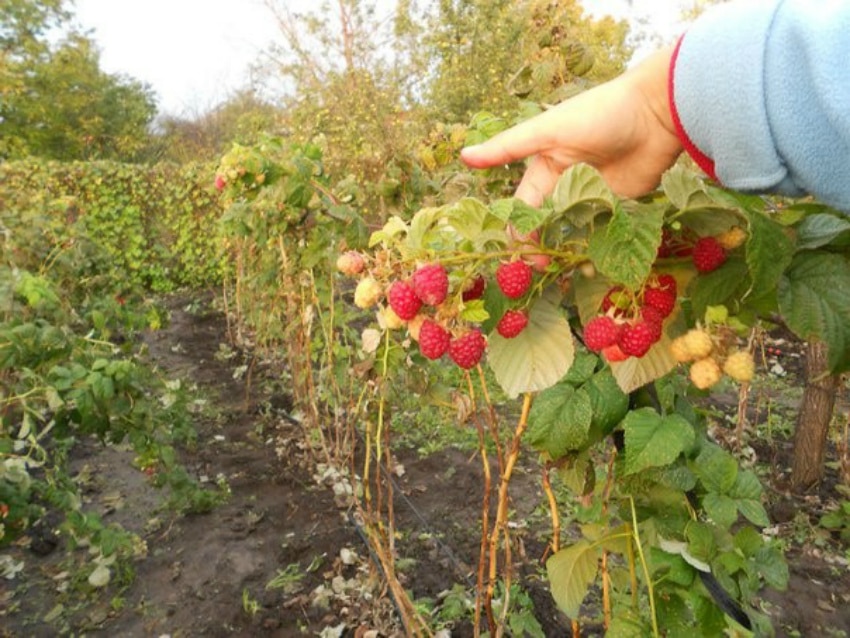Краткая история и описание сорта малины Метеор