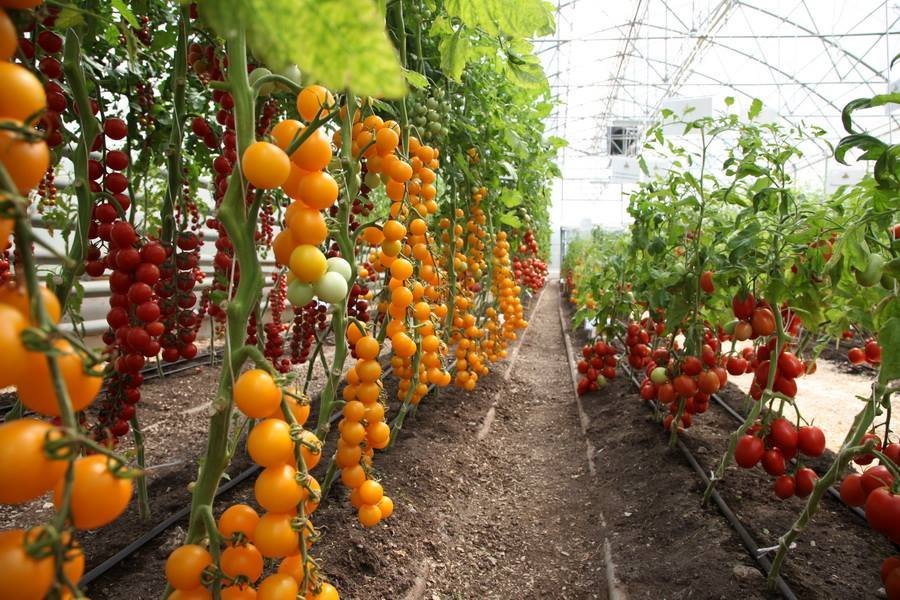 Томаты, устойчивые к фитофторозу, для теплицы