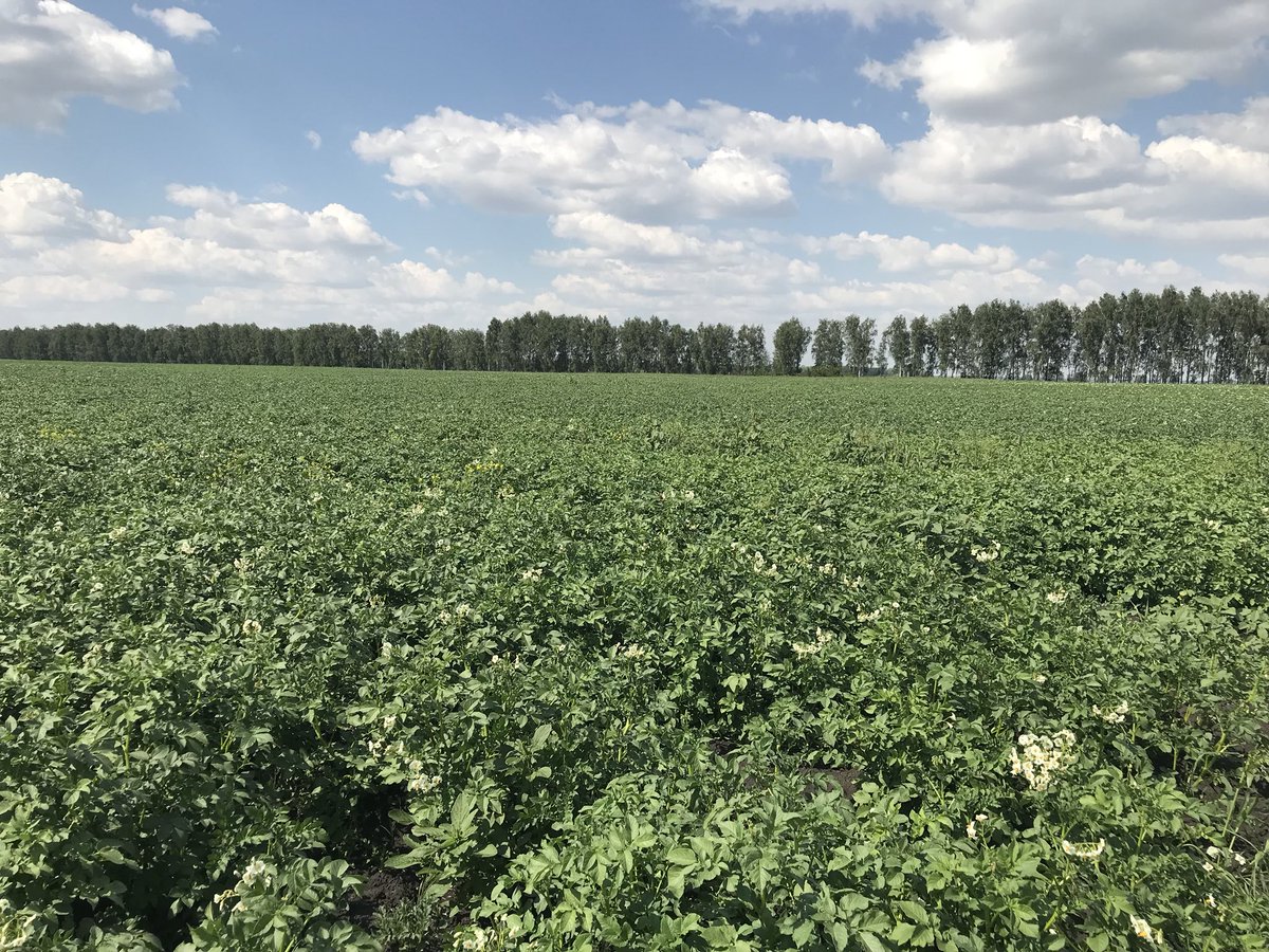 Сорт картошки Бельмондо — описание технологии выращивания