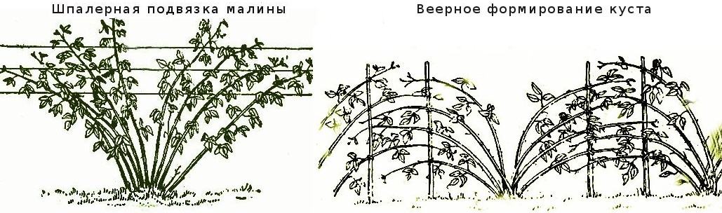 Ремонтантная разновидность раннеспелой малины сорта Гусар