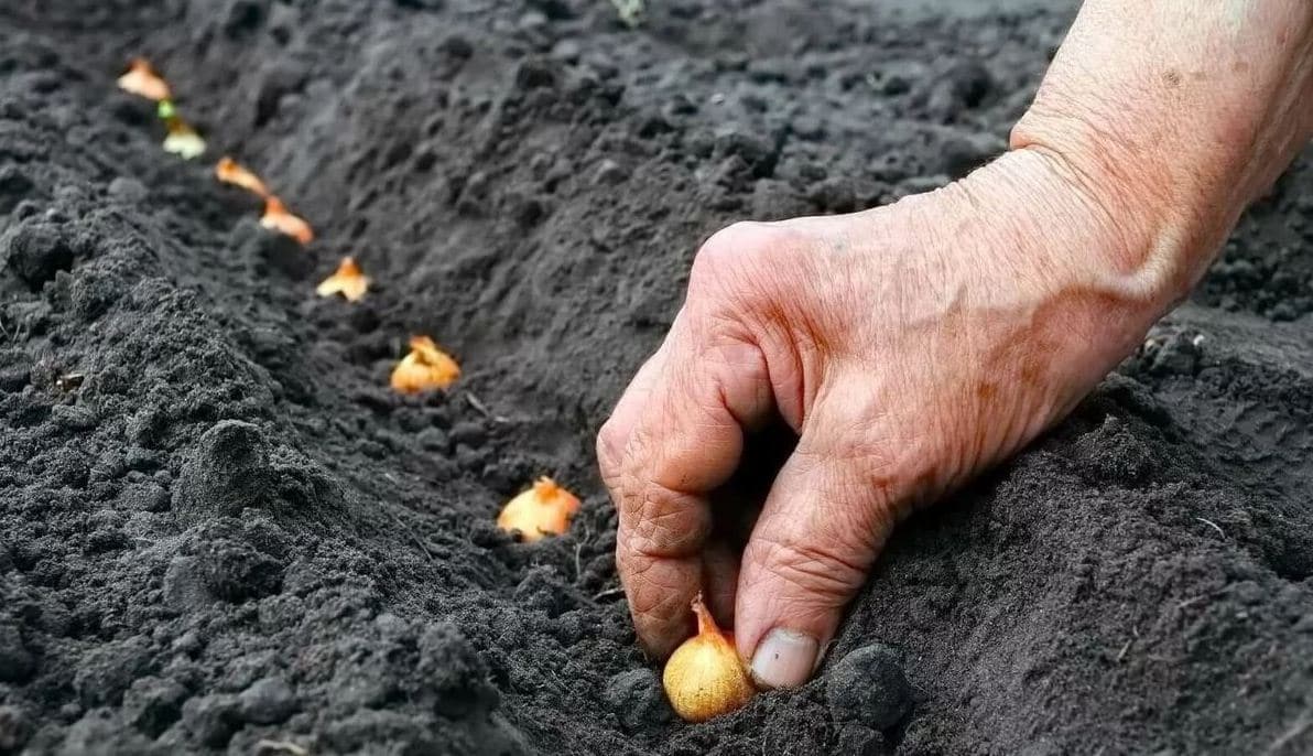 Правила высаживания лука на зелень в открытом грунте перед зимой