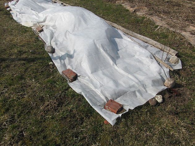 Способы и методы укрытия ежевики на зиму