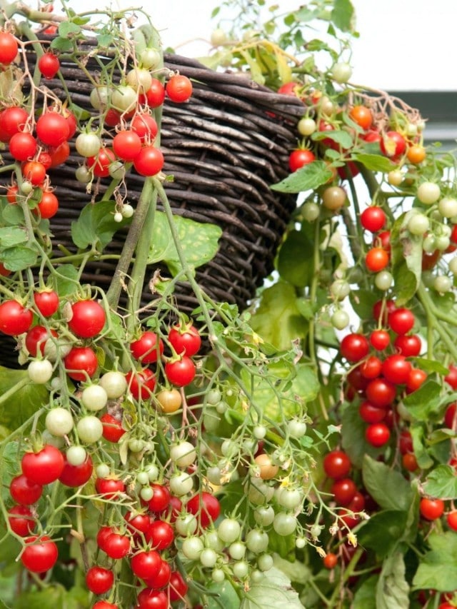 Выращивание помидоров черри и их особенности