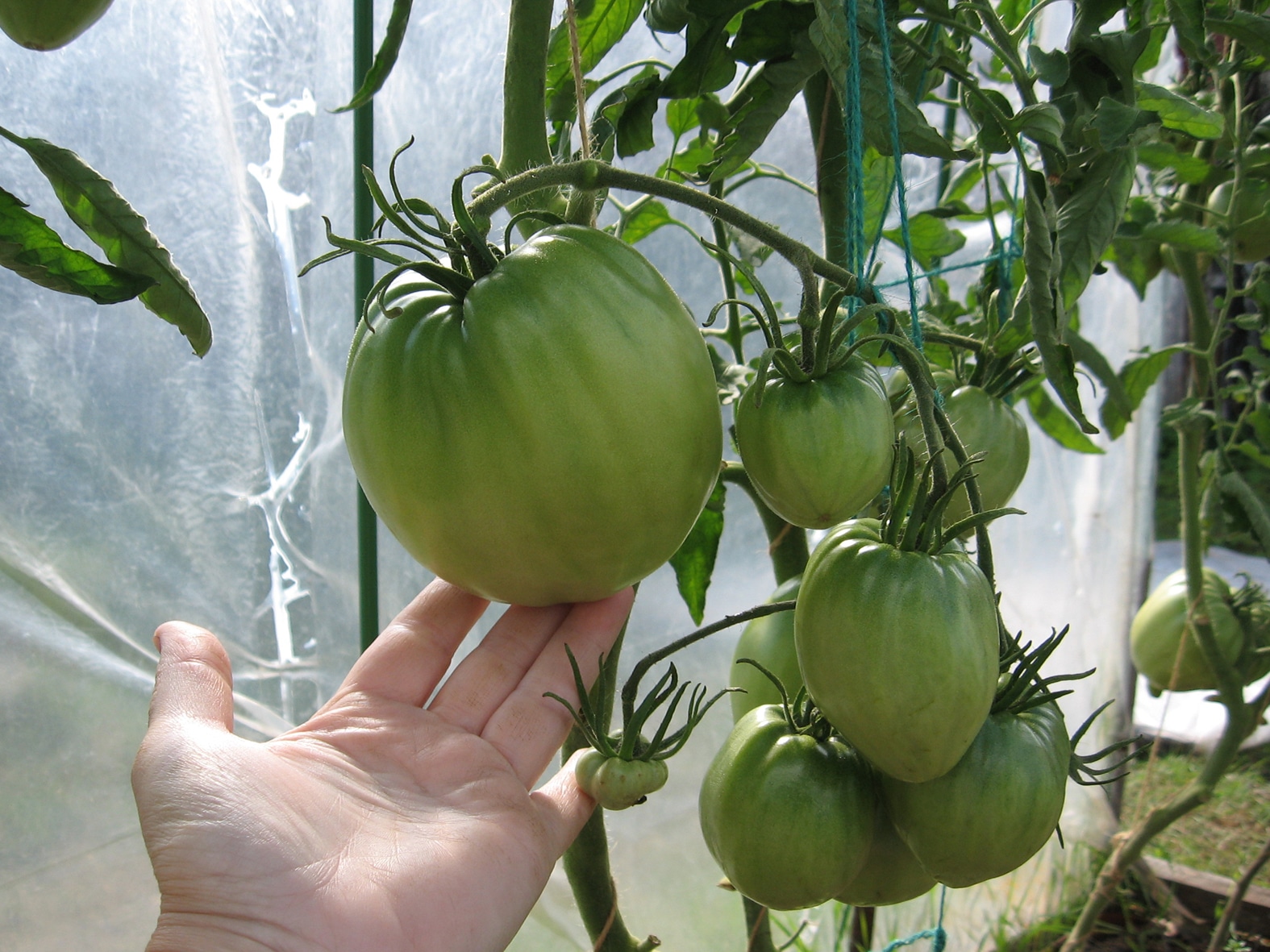 Особенности выращивания и ухода за томатом Батяня