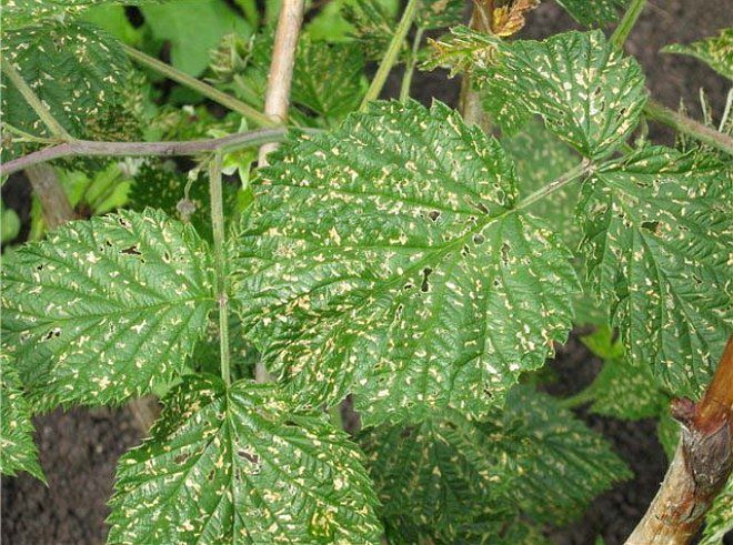 Описание и основные характеристики сорта малины Бабье лето