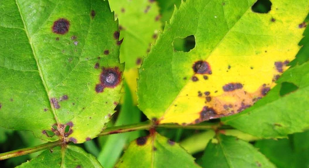 Результат американской селекции малина Каскад делайт