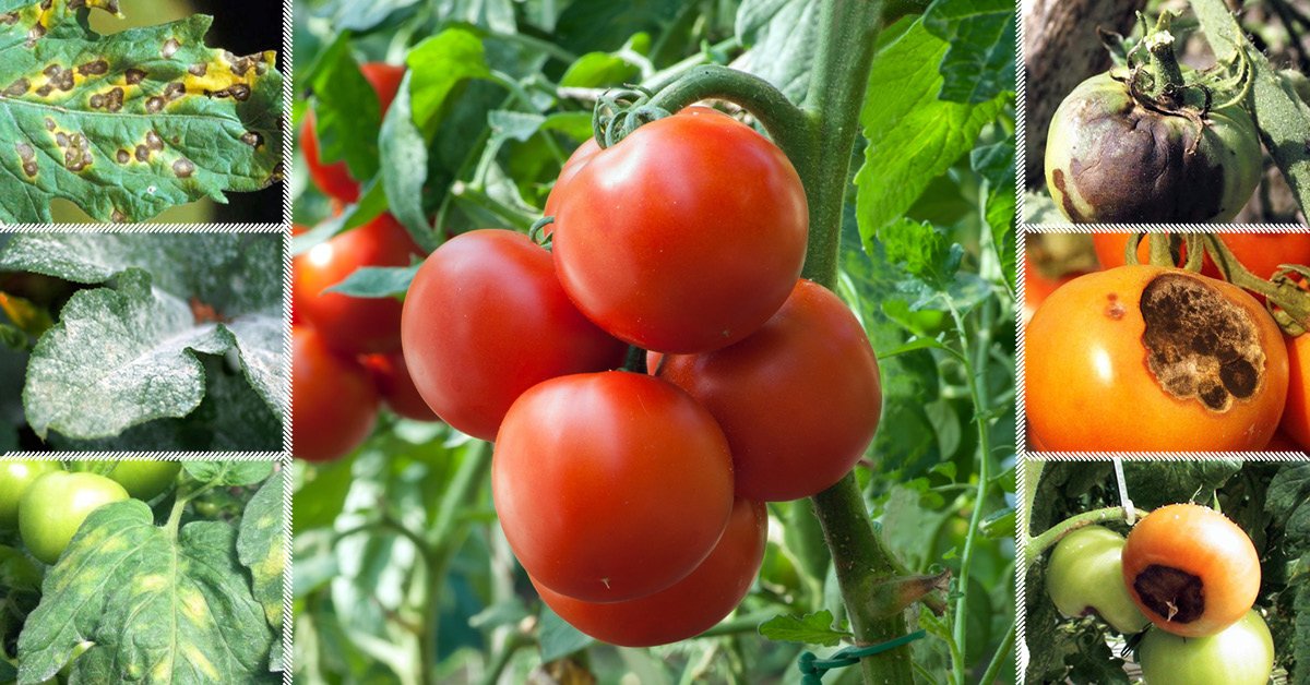 Описание томатов сорта Бычье сердце и его разновидностей