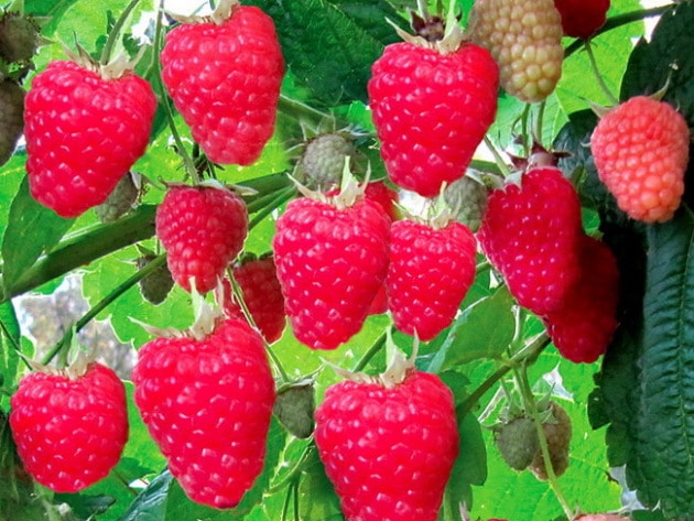 Какие сорта ремонтантной малины лучше всего сажать в Подмосковье