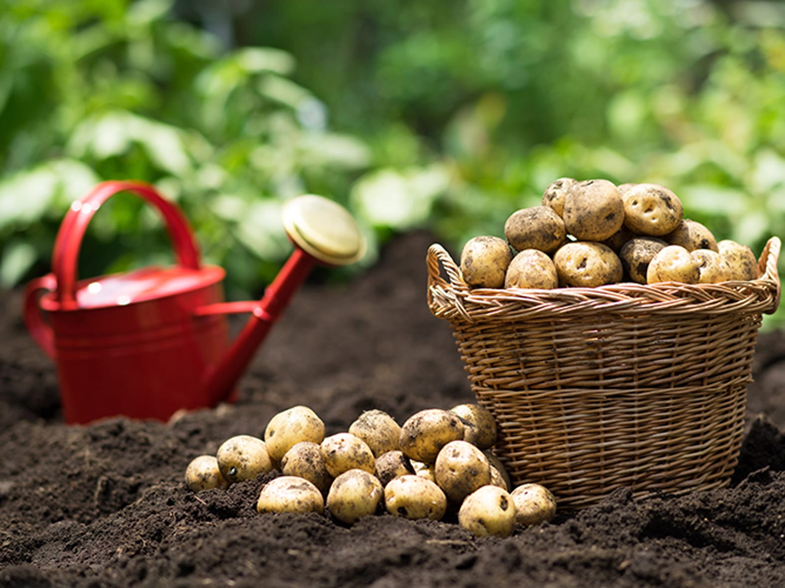 Описание столового сорта картошки Фрителла