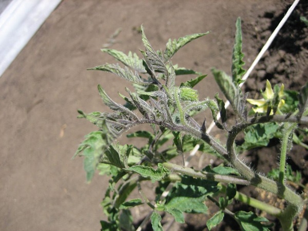 Причины белых жестких прожилок в помидоре