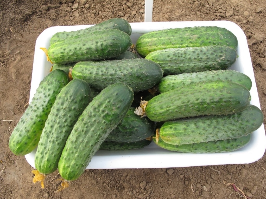 Что такое партенокарпические гибриды огурцов