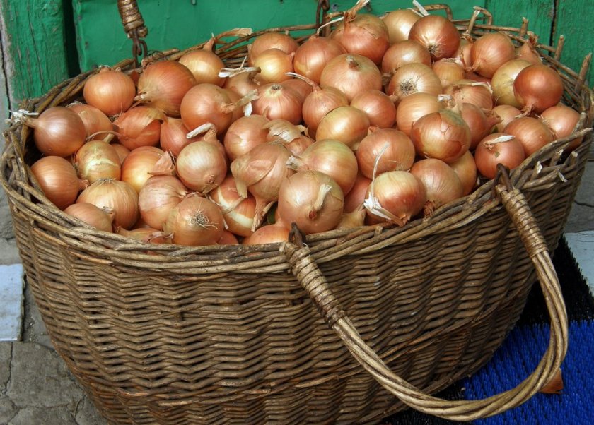 Описание озимого лука сеншуя, правила посадки и ухода