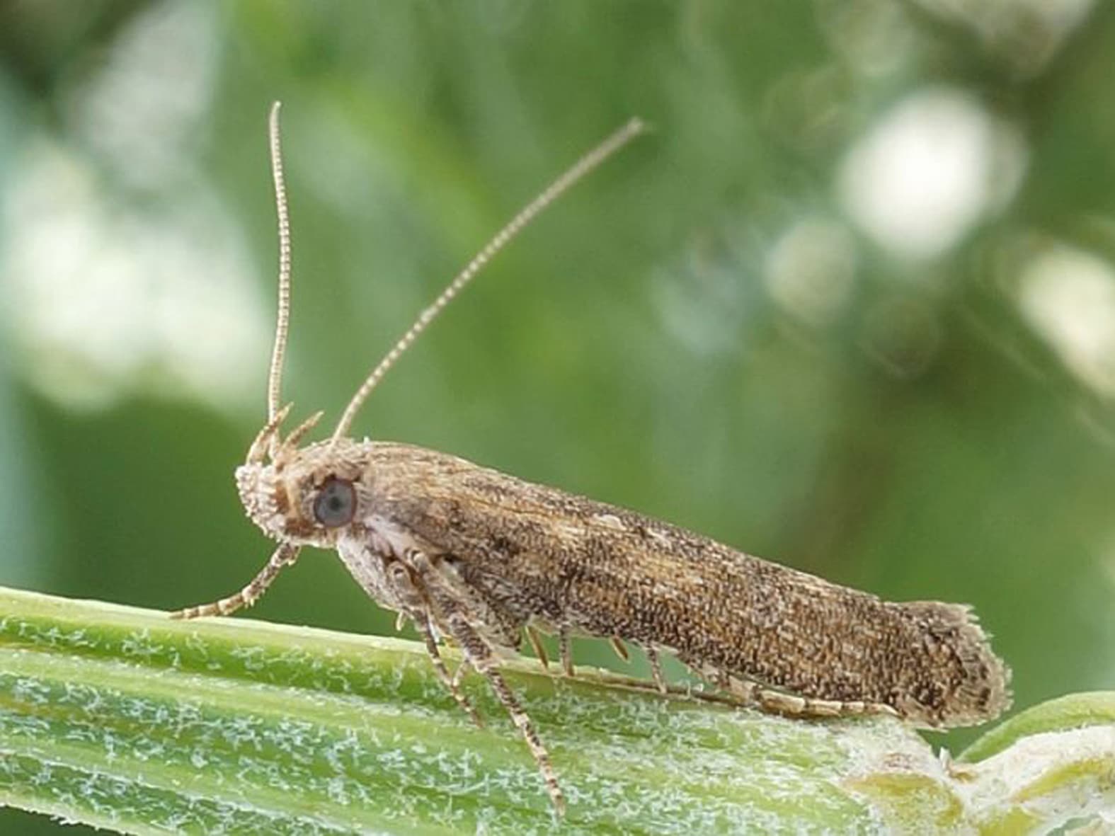 Почвенные вредители картофеля и меры борьбы с ними