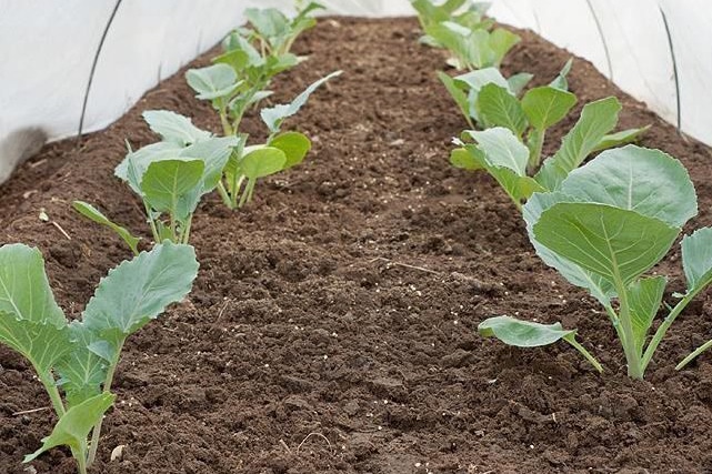 Выращивание и уход за брокколи в открытом грунте