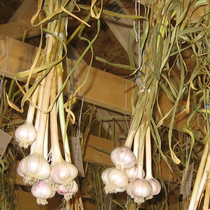 В какое время лучше выкапывать озимый и яровой чеснок