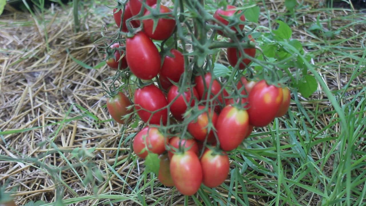 Популярные разновидности помидоров сливка