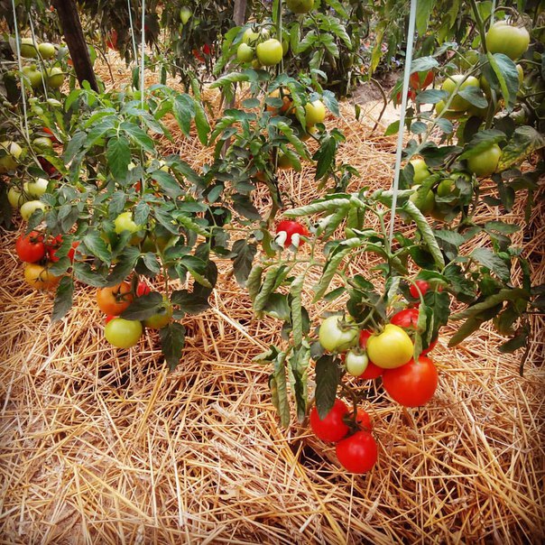 Самые урожайные низкорослые и непасынкующиеся сорта помидор