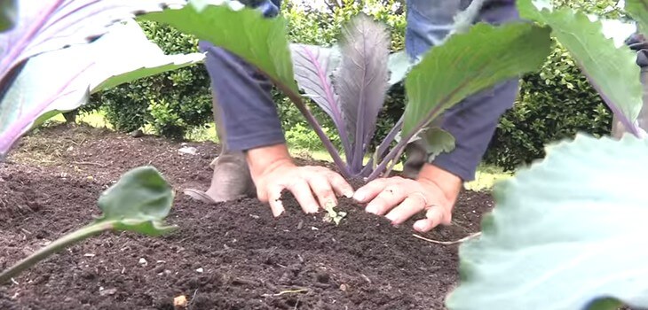 Особенности и популярные сорта краснокачанной капусты