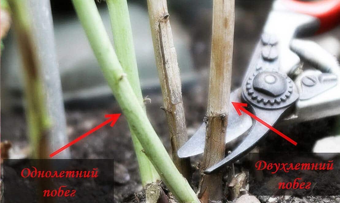 Как подготовить кусты малины к зиме осенью