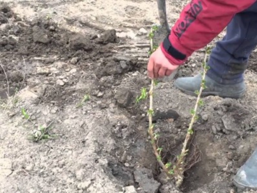 Правила посадки и ухода за садовой ежевикой