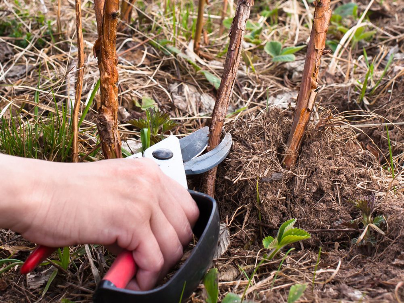 Когда и как обрезать ремонтантную малину на зиму