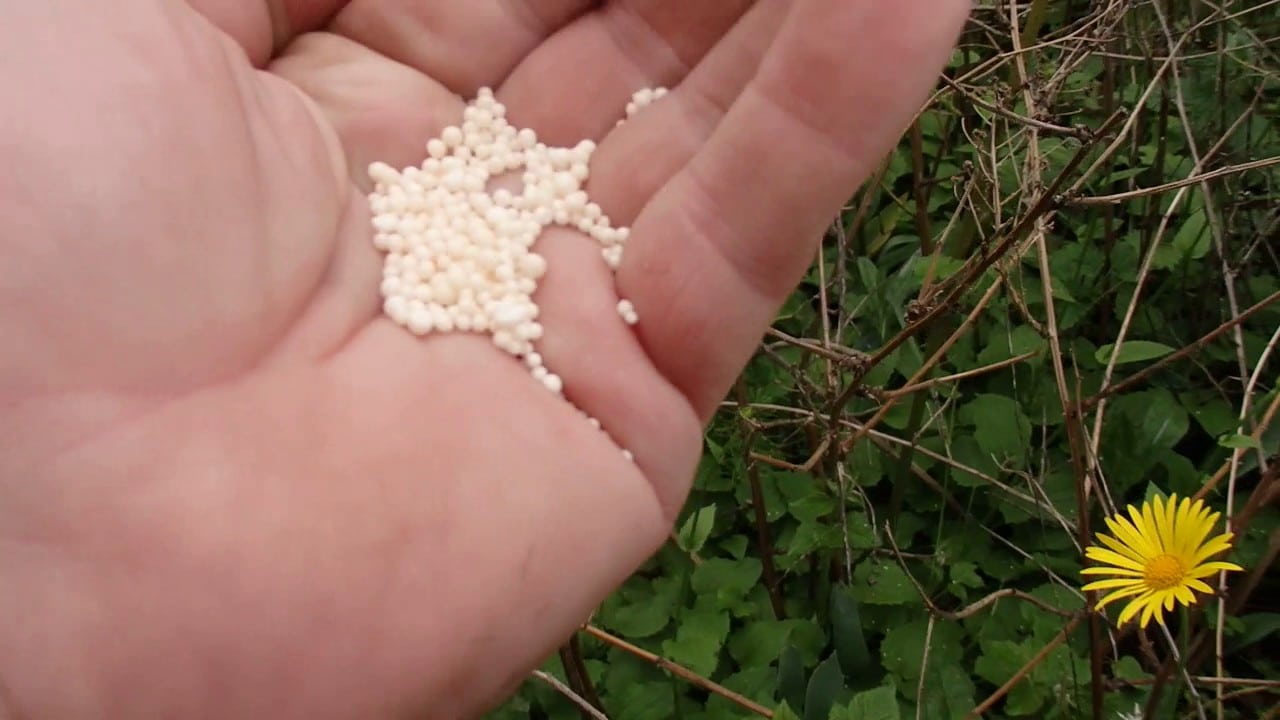 Описание ведущего американского сорта ежевики Честер