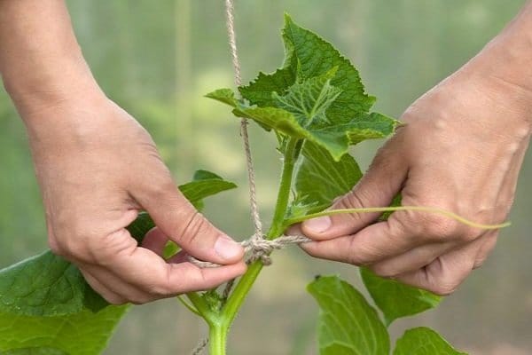 Гибридный самоопыляющийся сорт огурца Шоша