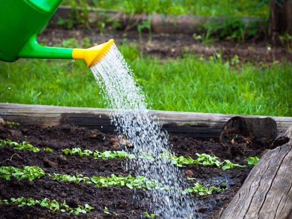 Выращивание и уход за горохом в открытом грунте