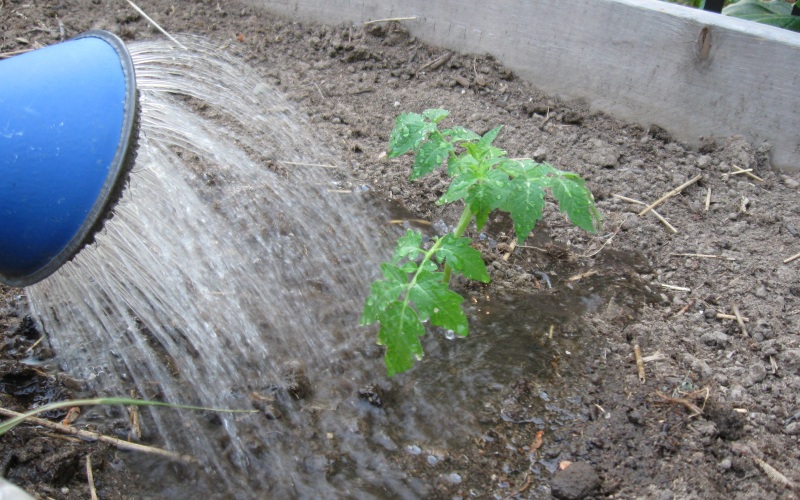 Высокоурожайный сорт томатов Дамские пальчики