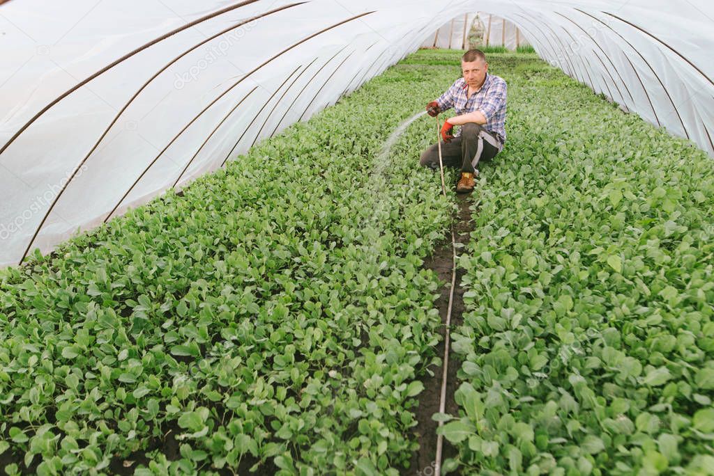 Лучшие сорта ранней капусты для открытого грунта