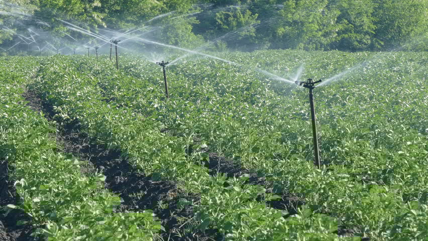 Описание картошки Фермер — что это за сорт, вкусовые качества