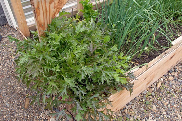 Описание и характеристика японской капусты