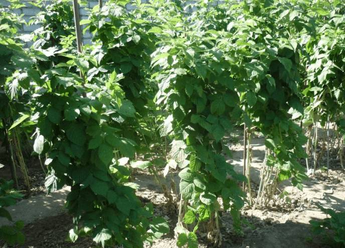 Описание методики обрезки малины по схеме Соболева