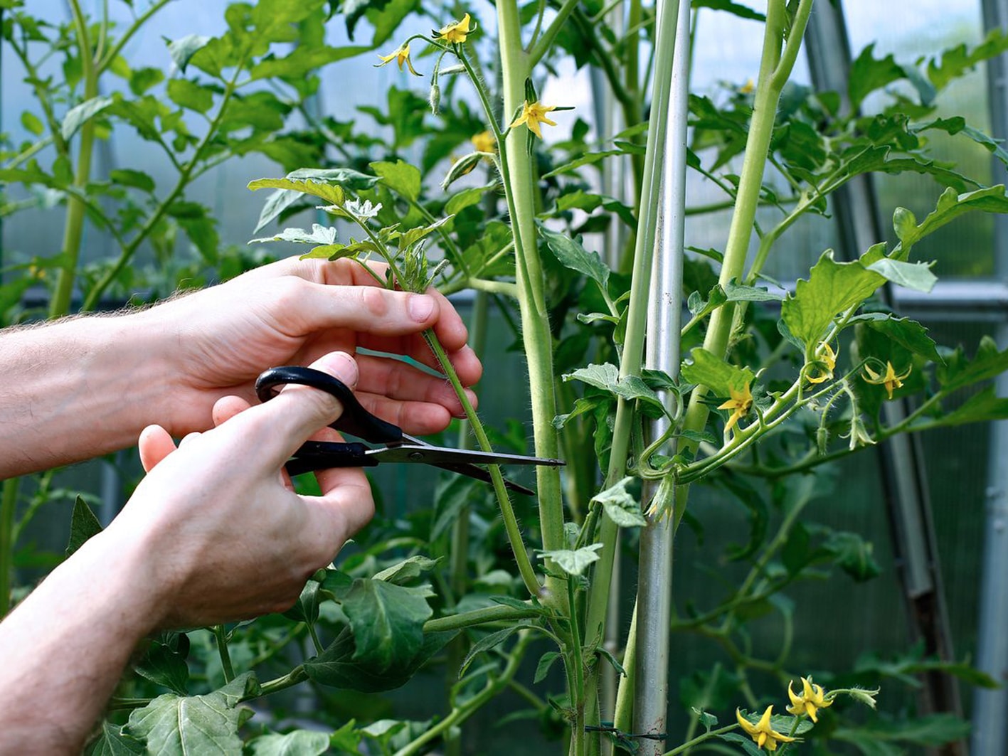 Что такое индетерминантные сорта томатов