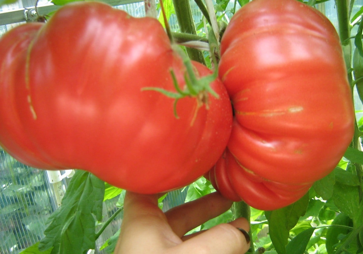 Экстраординарный сорт томата Медвежья лапа