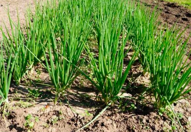 Отличия шалота от репчатого лука, специфика посадки, выращивания овоща