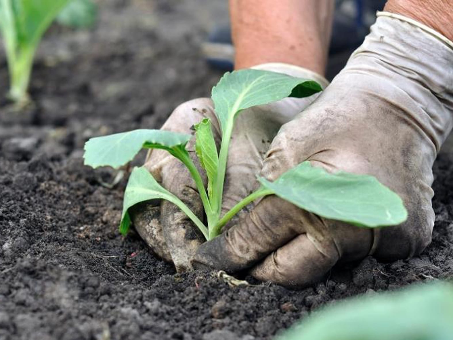 Особенности белокочанной капусты сорта белорусская