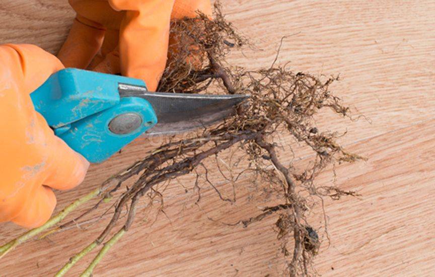 Описание ремонтантного сорта малины Недосягаемая