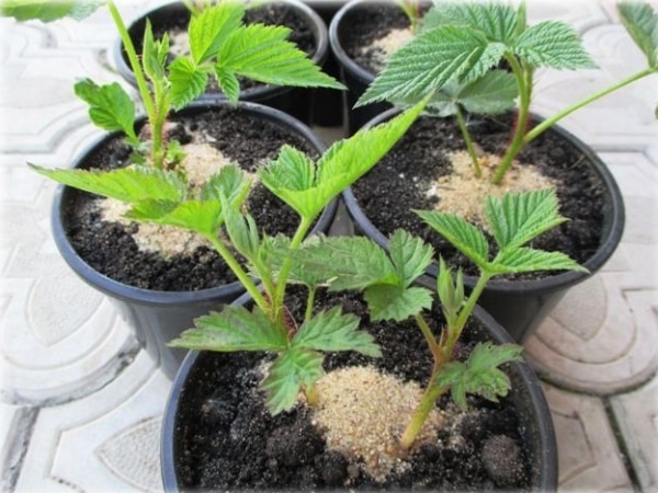 Новейший сорт бесшипной и крупноплодной малины Гигант Московский