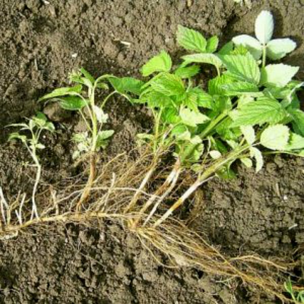 Новый американский гибридный сорт ежевики Небеса могут подождать