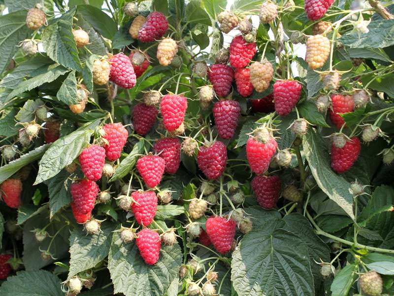 Правила обрезки малинового дерева осенью