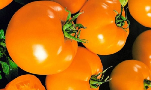 Особенности томата высокоурожайного сорта Санька