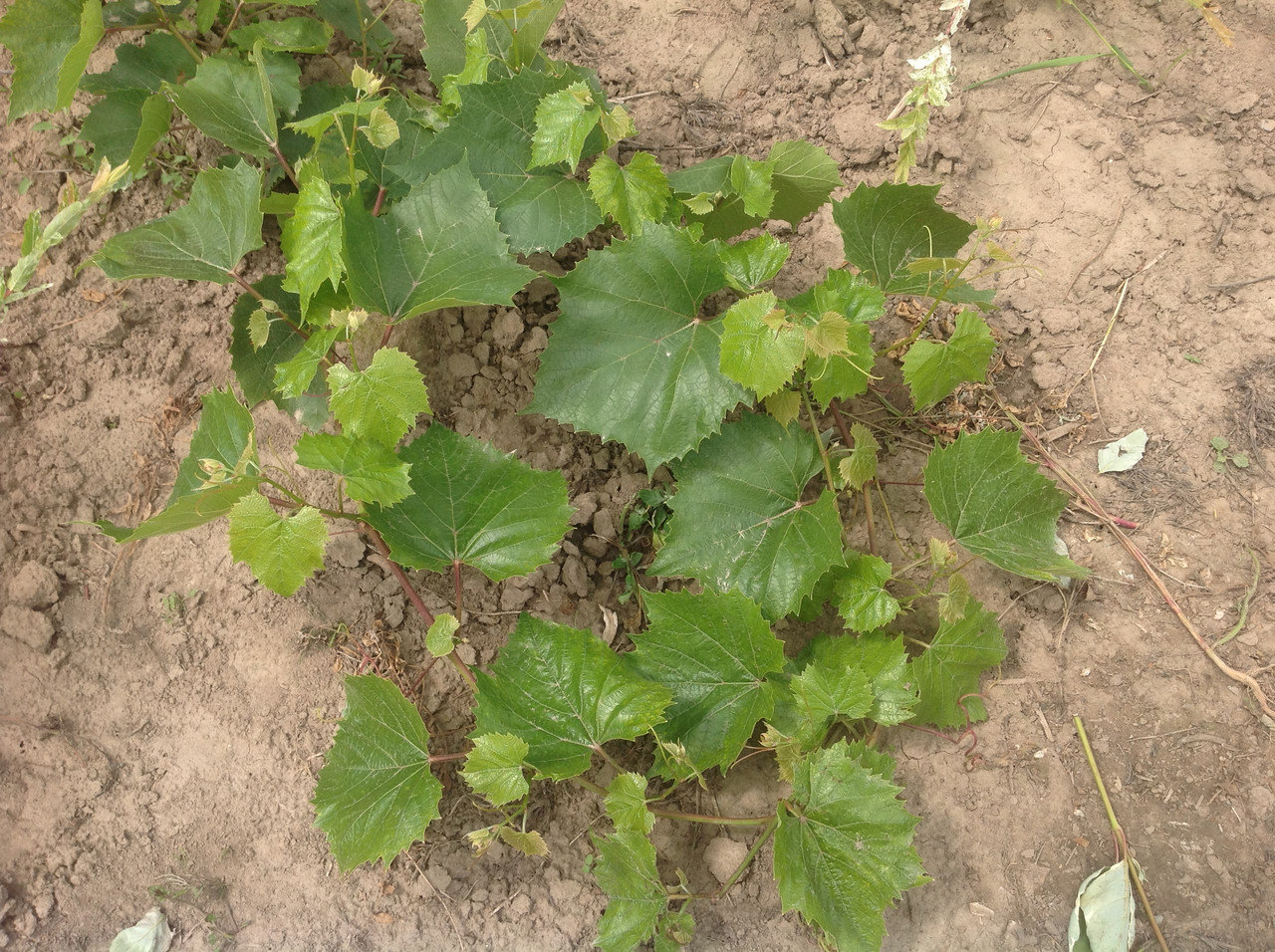 Описание гибридного сорта винограда Изабелла