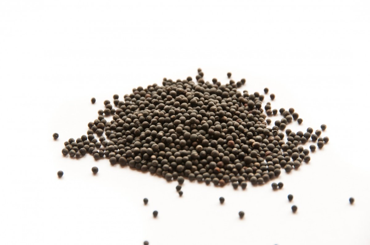 Правильная посадка капусты в открытый грунт или теплицу