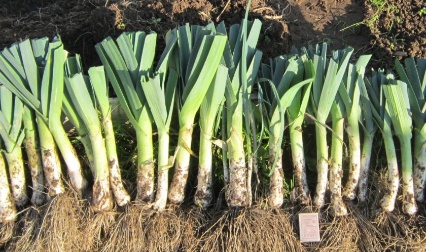 Как сохранить урожай лука-порея в квартире, после выкапывания с грядки