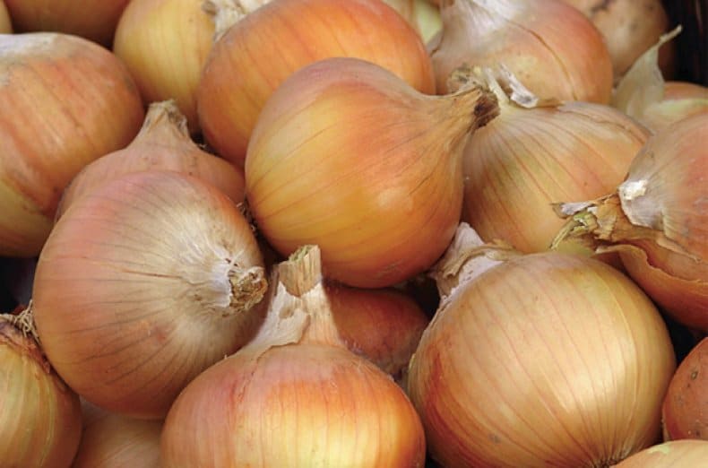 Основные сведения о репчатом луке, калорийность, вред и польза