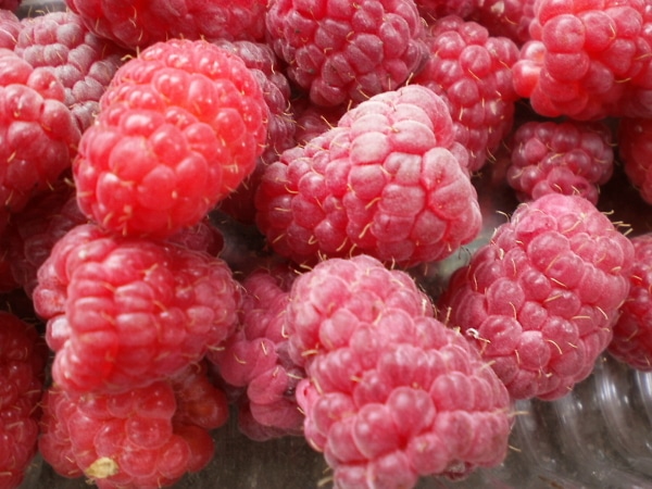 Достоинства и недостатки сорта малины Феномен