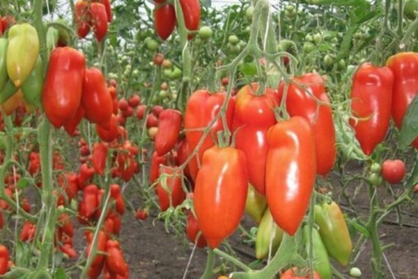 Особенности сортов Дамский угодник и Мужское достоинство