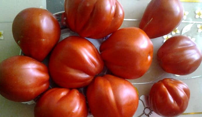 Крупноплодный и раннеспелый сорт томата Сто пудов